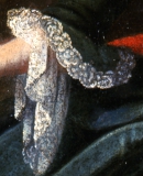 Portret dziewczynki z rodziny Schaffgotsch, malarz śląski, ok. 1760